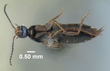 Media type: image;   Entomology 601698 Aspect: habitus ventral view